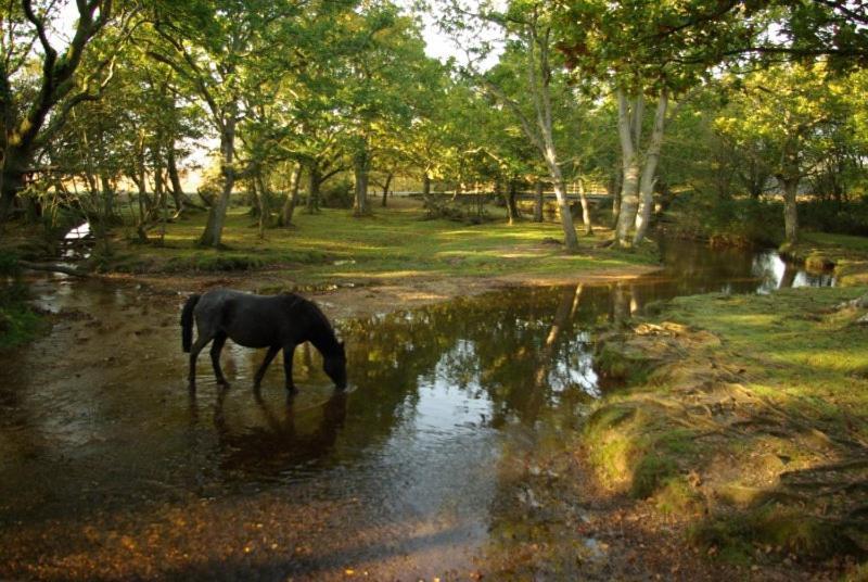 The Knightwood Oak A Luxury King Size En-Suite Space - Lymington New Forest With Totally Private Entrance - Key Box Entry - Free Parking & Private Outdoor Seating Area - Town ,Shops , Pubs & Solent Way Walking Distance & Complimentary Breakfast Items Bagian luar foto